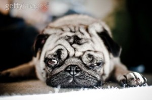 26.08.01. dog 写真