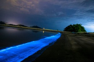 27.05.08. 夜光虫2